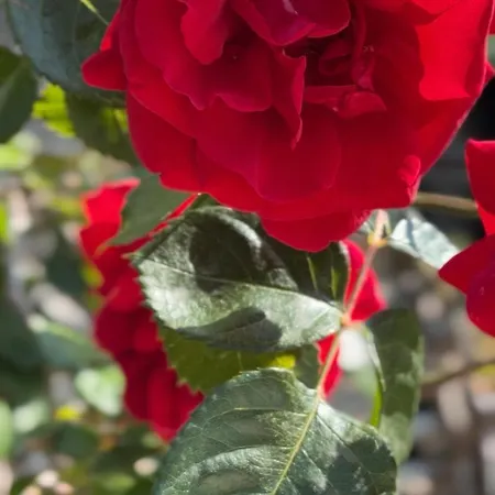 Xanthos 301 * Ölüdeniz