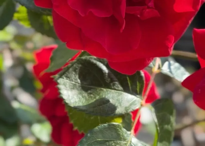 Xanthos 301 * Ölüdeniz