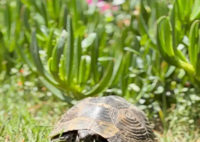 Xanthos 301 Villa Oludeniz